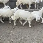 خرفان جذعان