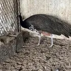 طاووس هندي .. أنث معها فرخين وذكر