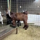 تيس عارضي مشروع