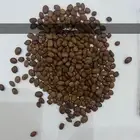بذور اشجار ونبتات