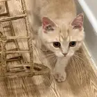 قط برتش كات