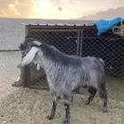 تيس فحل قبرصي صنف الصنف