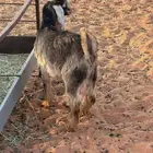 تيوس كفو بريه فل