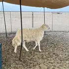خروف فحل حري صنف