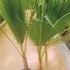 جميع انواع الشتلات مع توصيل