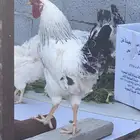 دجاج فرنسي كولمبي