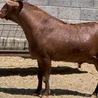 تيس فحل بلدي فاخر ونادر وتوم