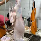 ذبايح حري حلال بر ذبائح ثلاجه صلخ وتوصيل بااقل الاسعار