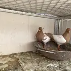 زوج دجي اصفر