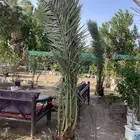 نخل نخيل