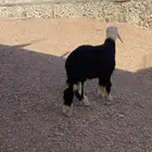 طلي نجدي عمره 8 شهور مشروط النسف