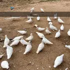 حمام فرنسي سووبر جاامبو منتج