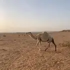 عشرا تماميه ولقحه رمانيه للبيع