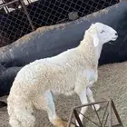 فحل ممتاز وجرم يتعلم يكشف