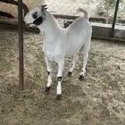 مشروع فحل بشي فاخر