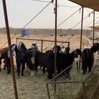 تيوس عوارض جفار ذبايح ثلاجه فل شحم يوجد توصيل