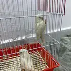 روز بينو عيون حمراء