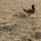 دجاجه باكستانيه حضانه وبياضه