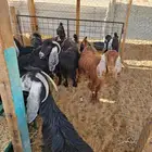 معزا متابيع للبيع
