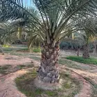 جثايث برحي وسكري