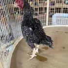 ديك كوشامو قزم ( تم البيع )