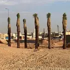 زراعه نخيل