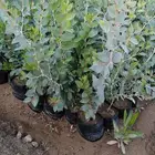 سدر بلدي اشجار بريه