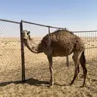 بكره للبيع
