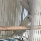 زوج روز منتج شرط