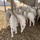 بهم تربيه