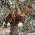 للبيع ثمرة تمر صفري