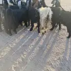 معزا دفيع مراح واحد اشباب