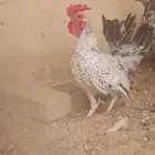 دجاج سبرايت