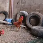 3ديوك بلدي