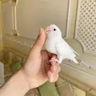 روز مفطوم هدد