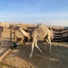 قعود قصب على السوم