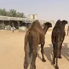 للبيع حاشي مفرود