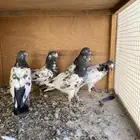 حمام باكستاني اناثي