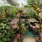 شتلات موز للبيع