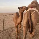 عشاير ولقحات وبكار منتجه شعل وصفر