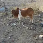 بقره خلفه عليها حسيل