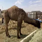 خلفه صفراء هديه