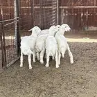 طليان بهم حري للبيع
