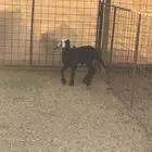 داغور نجدي