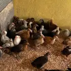 صيصان عمر شهر