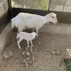 نعجه وبنته