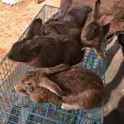 اناث دفع ارانب شنشيلا عملاق اصايل(تم البيع)
