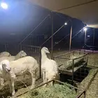 طليان حري ذبايح مناسبات ذبائح ثلاجه عقيقه يوجد توصيل