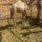 حاشي للبيع لباني