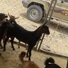 تيوس العدد23 فل شحم شرط